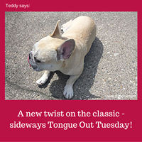Teddy Says, 'A New Twist on the Classic - Sideways Tongue-Out Tuesday!' at Golly Gear