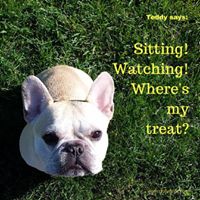 Teddy Says, 'Sitting! Watching! Where's My Treat?' at Golly Gear