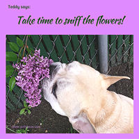 Teddy Says, 'Take Time to Sniff the Flowers!' at Golly Gear