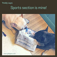 Teddy Says, 'Sports Section is Mine!' at Golly Gear