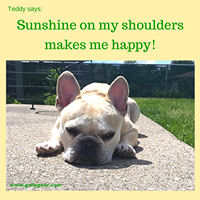 Teddy Says, 'Sunshine on My Shoulders Makes Me Happy' at Golly Gear