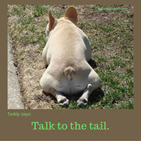 Teddy Says, 'Talk to the Tail' at Golly Gear