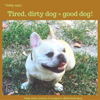Teddy Says, 'Tired, Dirty Dog = Good Dog' at Golly Gear