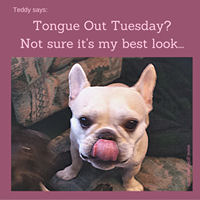 Teddy Says, 'Tongue Out Tuesday? Not Sure It's My Best Look.' at Golly Gear