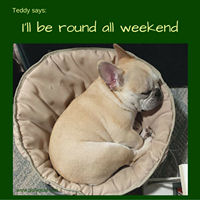 Teddy Says, 'I'll Be Round All Weekend.' at Golly Gear