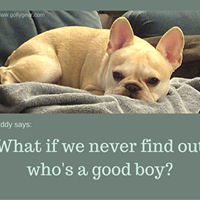 Teddy Says, 'What If We Never Find Out Who's a Good Boy?' at Golly Gear