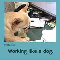 Teddy Says, 'Working Like a Dog' at Golly Gear