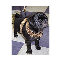 Buddy the Pug is adorable in his Tinki Vest by Susan Lanci Designs.