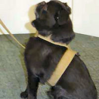 Tinki Harness for small dogs by Susan Lanci Designs