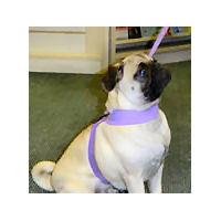 Wrigley the Pug looks sweet in the Ultraviolet Ultrasuede Tinki Vest.