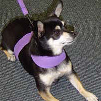 Zoe the Chihuahua is pretty in the Ultraviolet Tinki Vest.