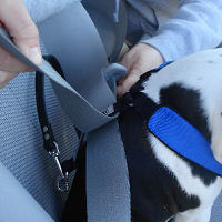 Slide the seatbelt through the webbing of the harness.