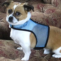Chickie is chic in the Turquoise Wrap-N-Go Harness. The best no-choke and no-escape harness for your little dog.