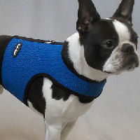 Booker the Boston Terrier is wearing the Blue Mesh Wrap-N-Go Harness by Bark Appeal in this photo. A guy needs a wardrobe, right? At Golly Gear.