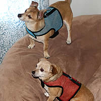 Chickie is chic in the Turquoise Wrap-N-Go Harness. The best no-escape and no-choke harness for your little dog.