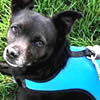 Hook & Loop or velcro Harnesses for Small Dogs at Golly Gear