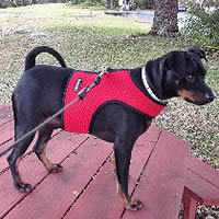 Chota the Miniature Pinscher in the escape-proof Wrap-N-Go Small Dog Harness at Golly Gear