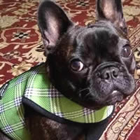 French Bulldog puppy Cora is adorable in the Green Plaid. Her mom likes it because it is super secure.