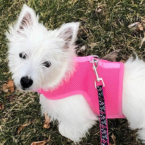 Puppia Vinca Vest Dog Harness No-Choke Step-In Cute Flower Pattern Buckle & Hook-and-loop fastener 