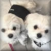 Dash and Diamond, little Maltese dogs, each wearing the Wrap-N-Go Harness