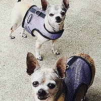 Emma and Lucy the Chihuahuas are each wearing the Lavender Net Wrap-N-Go Harness by Bark Appeal in this photo. They're too cute! At Golly Gear.
