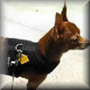 Snuggles, the Miniature Pinscher, wears the Wrap-N-Go Harness