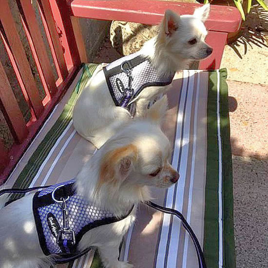 Nobby Dog Harness Seguro, exchangeable velcro stickers