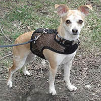 Monster the Chihuahua in the escape-proof Wrap-N-Go Harness in the net fabric which allows maximum air circulation.