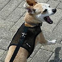 Mesh Leash for Small Dogs at Golly Gear