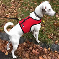 Scout, the little dog, in his no-escape Wrap-N-Go Harness