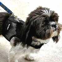 An adorable Shih Tzu wearing the inescapable Net Wrap-N-Go Harness. He can't get out of it!