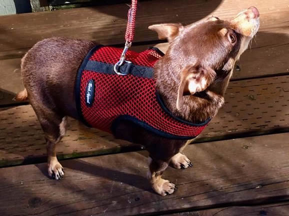 Nobby Dog Harness Seguro, exchangeable velcro stickers