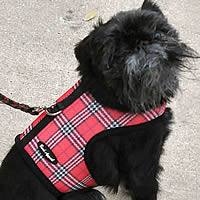 Tango, Brussels Griffon, in the Red Plaid Wrap-N-Go Harness for Small Dogs