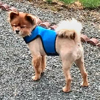 Yogi, the Pomeranian, is one handsome little dog wearing the Blue Mesh harness in Size Large.