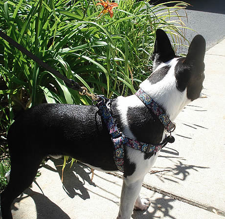 Yellow Dog Design Standard Step-in Harness Daisies 