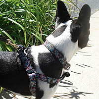 Booker, Boston Terrier, is wearing the matching Black Paisley Yellow Dog Design collar and step-in harness.