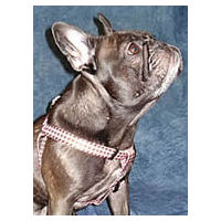 Dax, French Bulldog, wears the Pink Houndstooth Yellow Dog Design Harness for small dogs