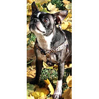Tropical Island Collection Yellow Dog Design Standard Step-in Harness 
