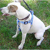 A side view of Peanut in the Blue Bandana Yellow Dog Design Step-in Harness. It's a great walking harness!