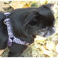 Golly, Brussels Griffon, wearing the Purple Leopard Yellow Dog Design Step-in Harness for small dogs. Life on the wild side!