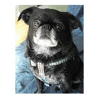 Roc, Brussels Griffon, in the Blue Houndstooth pattern of the Yellow Dog Design Step-in Harness for small dogs.