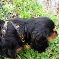 Snoopy, the black and tan Cavalier King Charles Spaniel, wears the Leopard Yellow Dog Design Step-in Harness.