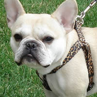 Ted, the French Bulldog, is wild in the Yellow Dog Design Leopard print step-in harness!