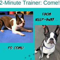 The second themed ebook in the 2-Minute Trainer series addresses the most important dog training issue, 