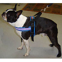 Booker the Boston Terrier in the ComfortFlex Sport Harness