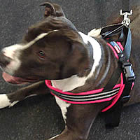 Booker the Boston Terrier in the ComfortFlex Sport Harness