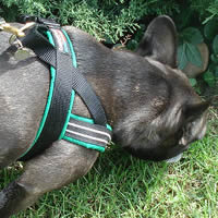 You can see how Dax, French Bulldog, is pulling. But she's not choking, in the ComfortFlex Sport Harness
