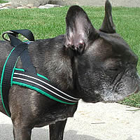 Dax, the French Bulldog, in the ComfortFlex Sport Harness. You can see how far back the leash attachment is, which distributes any pressure over the chest.