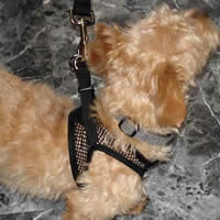 Bear is in the Black Net EZ Wrap Harness. No-choke and allows air circulation.