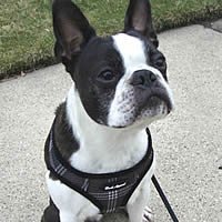 Booker, Boston Terrier, wearing the super-easy step-in EZ Wrap Harness.